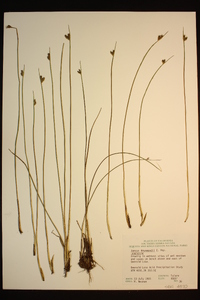 Juncus drummondii image